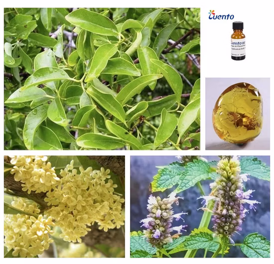 Strong and Longlasting Fragrance Perfume Oil